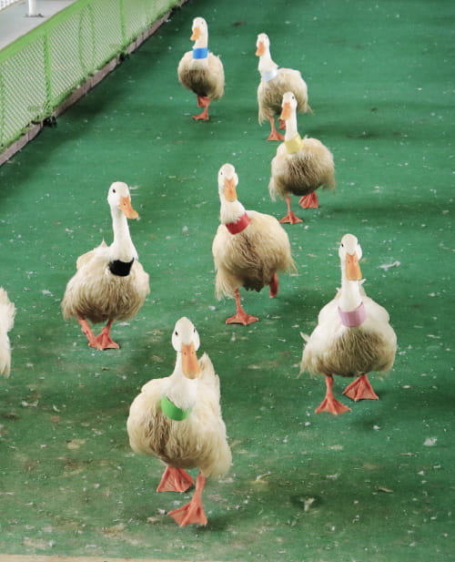 別府の魅力的な観光スポットをご紹介