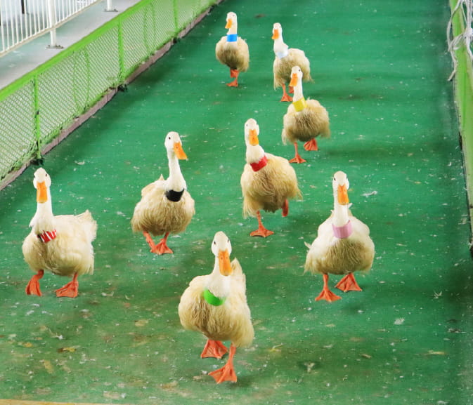 別府ラクテンチ