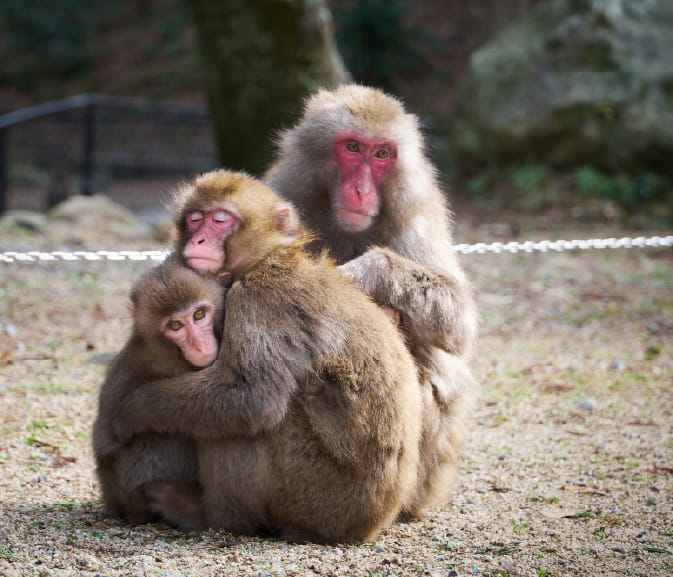 高崎山自然動物園